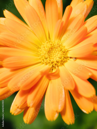 blossom blower from garden with pollen