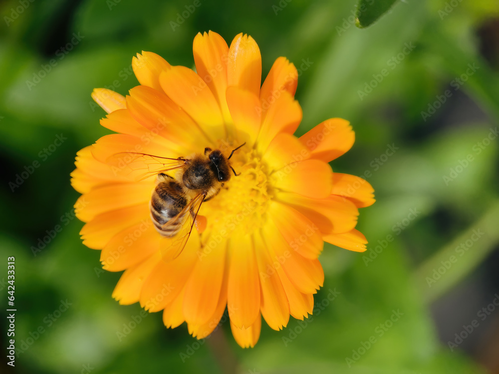 bee on flower collecting pollen