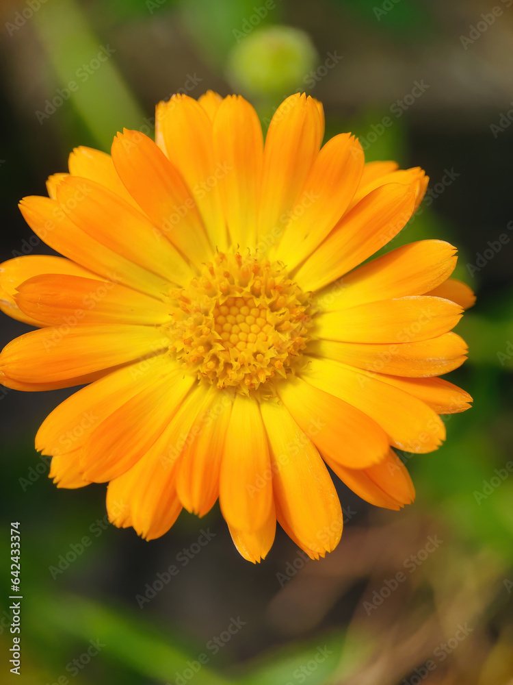 Obraz premium blossom blower from garden with pollen