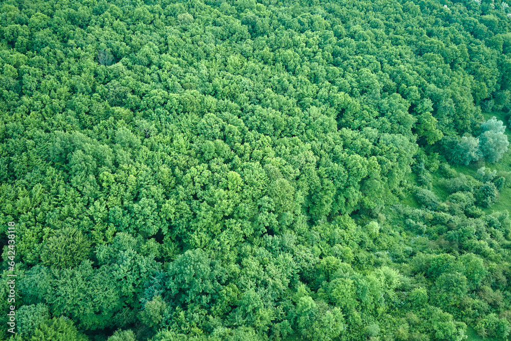 Top down flat aerial view of dark lush forest with green trees canopies in summer Top down flat aerial view of dark lush forest with green trees canopies in summer