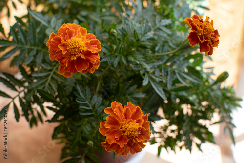 Closeup view of a marigold flower