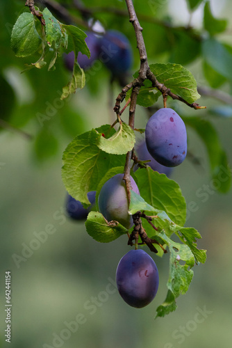 Śliwka węgierka gałązka | Purple plum branch