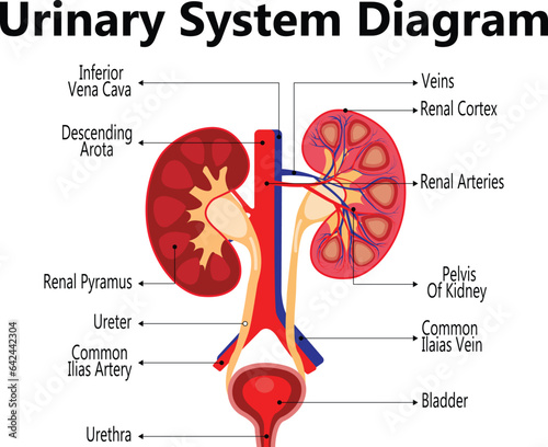 Anatomy of the human urinary system with main parts labeled. Vector illustration.