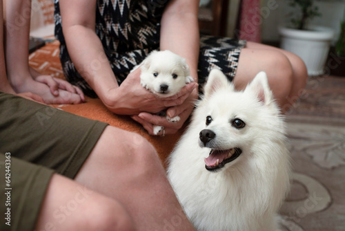 An adult white dog and next to it a small puppy in arms of a woman, a woman chooses a puppy for herself together with her children. Communication and friendship between dogs and people