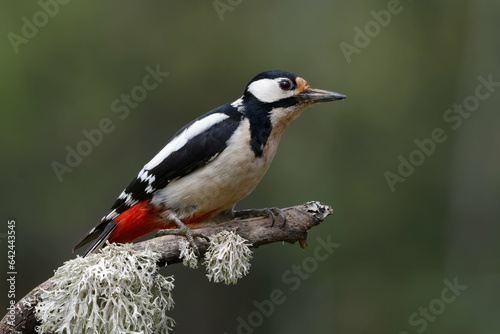 Female Great Spotted Woodpecker (Dendrocopos major)
