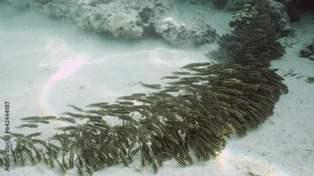 Top vew of shoal of Eel Catfish swim and feeds on seabed, Slow motion. Close-up of school of juvenile Striped Eel Catfish (Plotosus lineatus) rolling like wave over sandy bottom and feeding