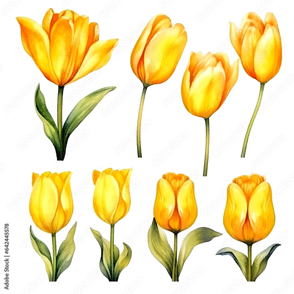 set of yellow tulip flower watercolor