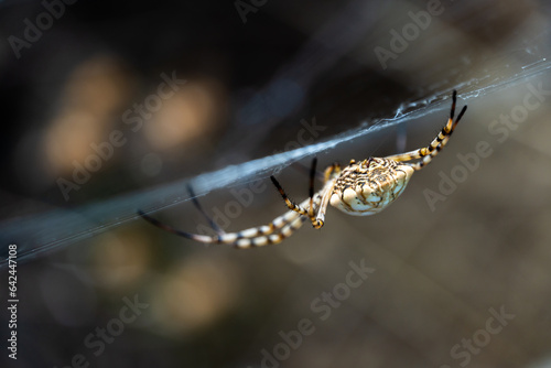 Extreme close up of a spider Argiope lobata (Lobed Argiope) in its web in the nature