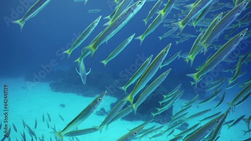 Terrified Barracudas swim up to surface then down, followed by Kingfish. Yellow-tailed Barracuda (Sphyraena flavicauda) and Yellowspotted Trevally (Carangoides fulvoguttatus) slow motion  photo