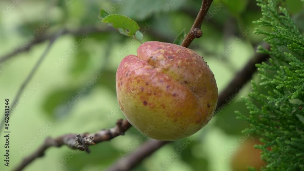 Close-up of fresh apricots on a tree. Fresh homemade fruit growing in a garden. Videos of fruit in community garden. Close-up of fresh apricots on a tree. Fresh homemade fruit growing in a garden. Videos of fruit in community garden.
