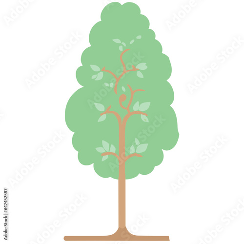 Isolated green oak tree with leaves and branches on white background  representing nature in summer or spring