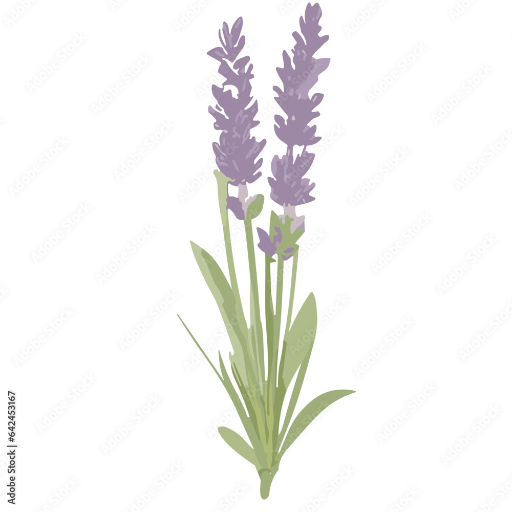 Fototapeta premium Charming Lavender Vector Illustrations: Cute and Versatile Lavender Flower Graphics in High-Resolution for Crafts, Decor, and Creative Projects - Instant Download, Perfect for Various Applications