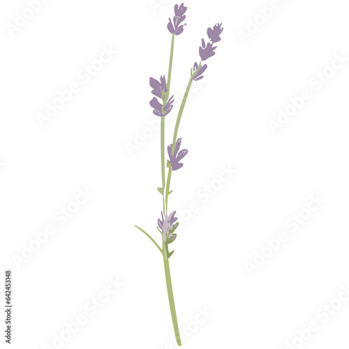 Charming Lavender Vector Illustrations  Cute and Versatile Lavender Flower Graphics in High-Resolution for Crafts  Decor  and Creative Projects - Instant Download  Perfect for Various Applications