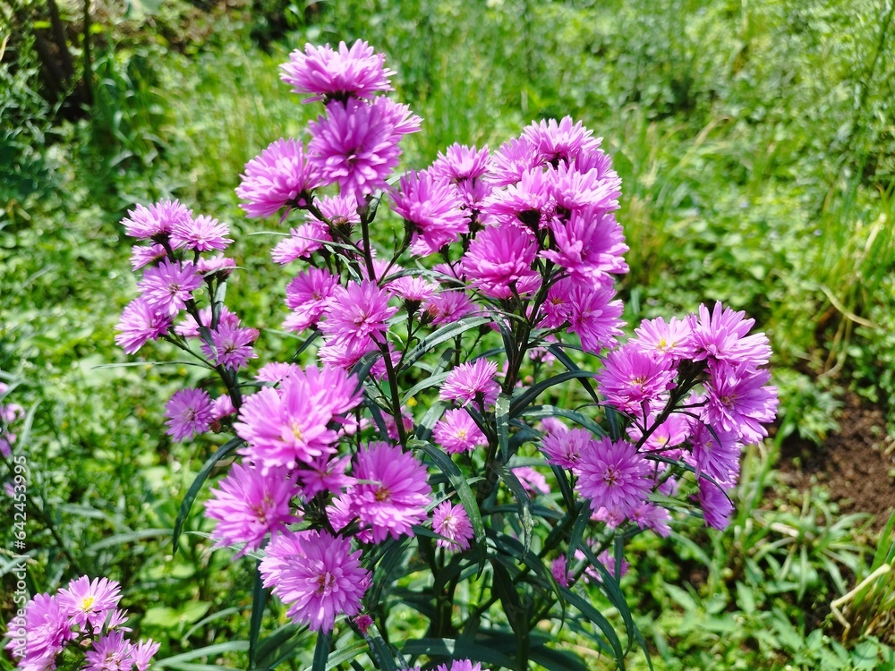 Obraz premium Beautiful dan colourful purple marigold flower aster amellus