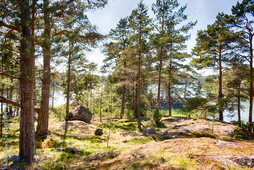 Tableau sur toile Finnish Forest