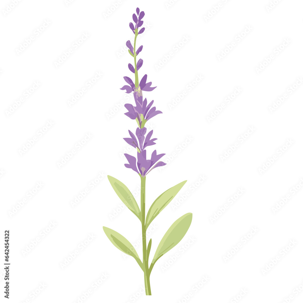 Lavender flowers in full bloom, isolated on a white background, showcasing the beauty of nature with shades of purple, pink, and blue in a wildflower arrangement