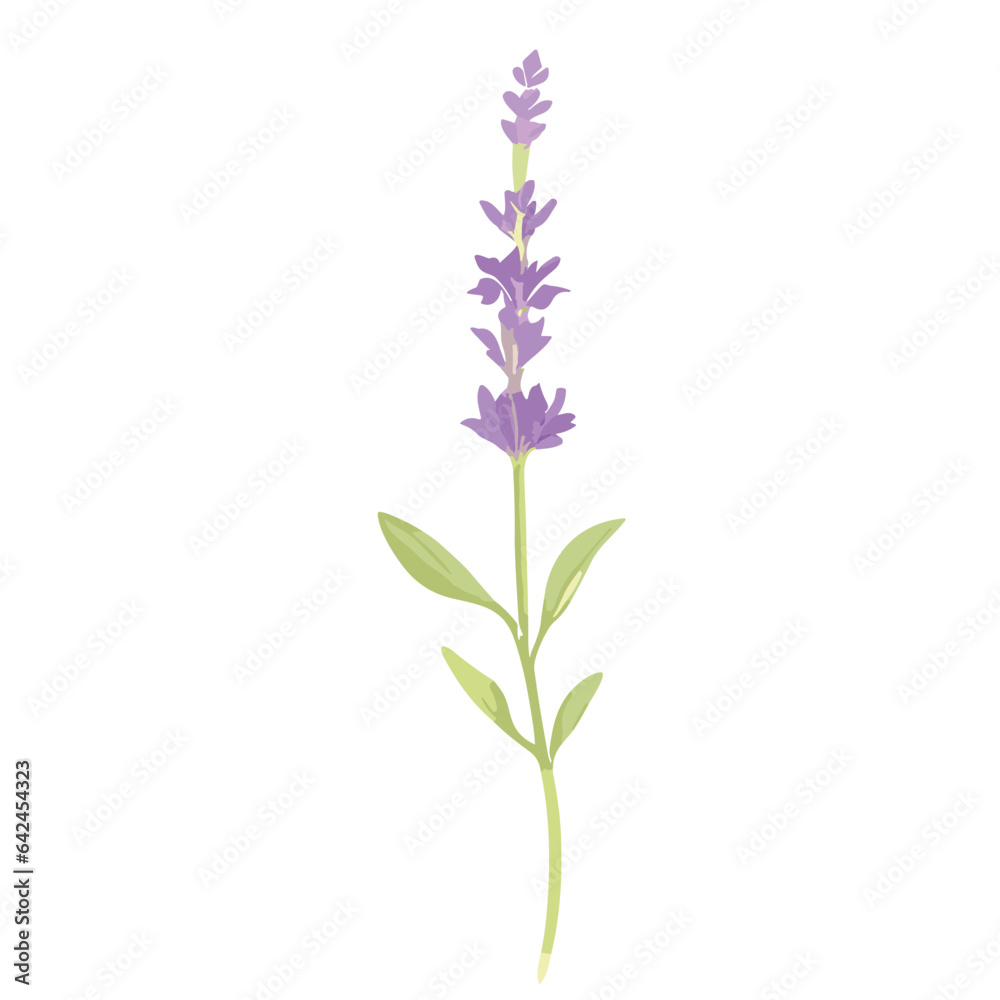 Lavender flowers in full bloom, isolated on a white background, showcasing the beauty of nature with shades of purple, pink, and blue in a wildflower arrangement Lavender flowers in full bloom, isolated on a white background, showcasing the beauty of nature with shades of purple, pink, and blue in a wildflower arrangement