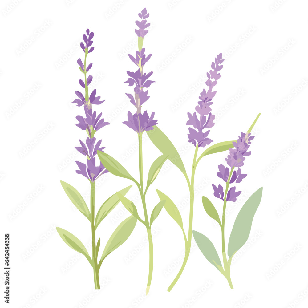 Lavender flowers in full bloom, isolated on a white background, showcasing the beauty of nature with shades of purple, pink, and blue in a wildflower arrangement