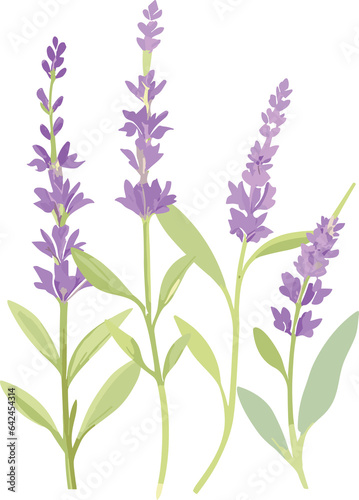 Lavender flowers in full bloom, isolated on a white background, showcasing the beauty of nature with shades of purple, pink, and blue in a wildflower arrangement