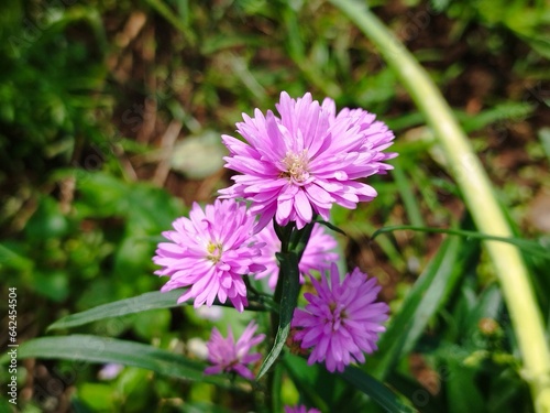 Beautiful dan colourful purple marigold flower aster amellus