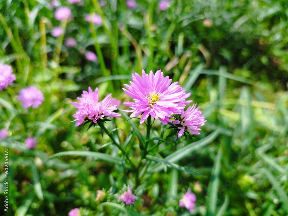 Beautiful dan colourful purple marigold flower aster amellus Beautiful dan colourful purple marigold flower aster amellus