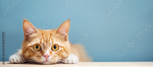 Fotografia Chill adorable orange cat staring at the camera
