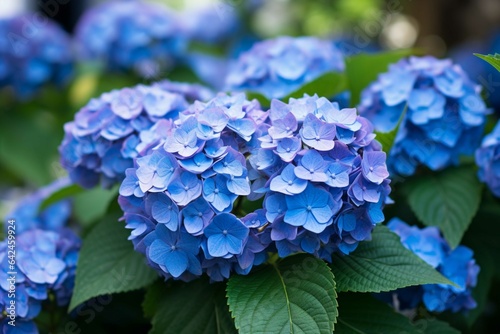 Blue hydrangea in the garden