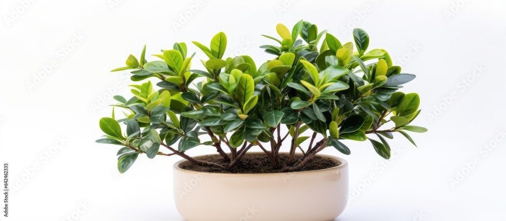 Decorative artificial plant in pot isolated on white
