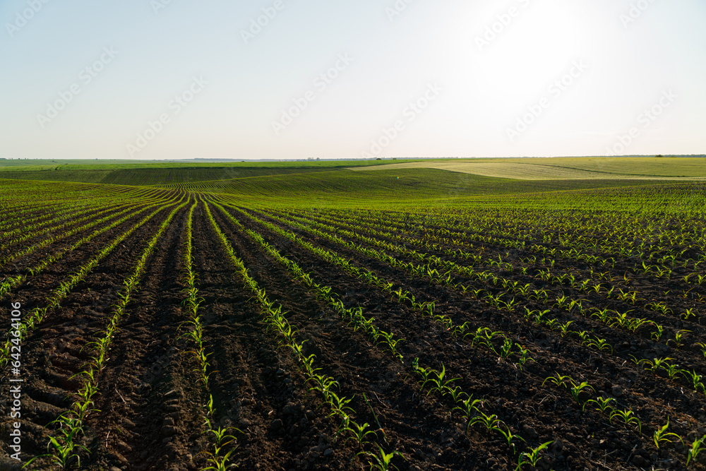 Big corn field. A field with corn sprouts growing in the ground. Cultivation of sweet corn. Growing corn on an industrial scale