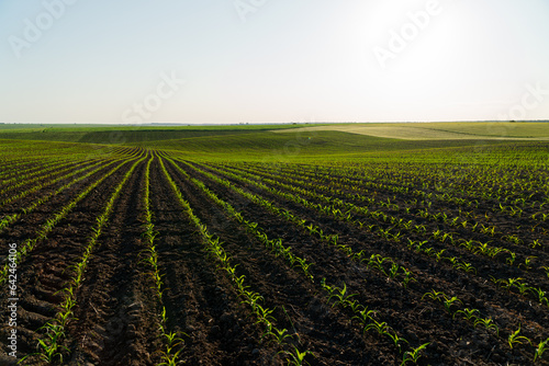 Big corn field. A field with corn sprouts growing in the ground. Cultivation of sweet corn. Growing corn on an industrial scale