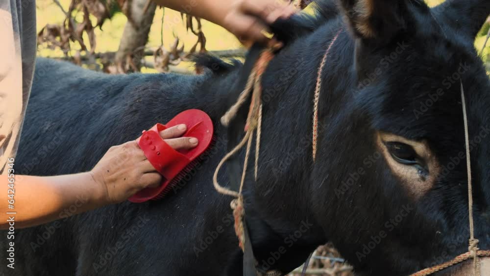 A woman brushes a black donkey with a brush while caring for animals on