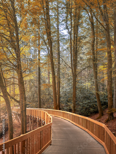Suspended wooden walkway through the forest in the fall colors