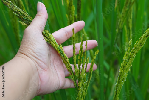 Close-up of hand  agriculturist holding ears of rice, rice farmer checking quality of grains in the field,concept of agricultural,rice planting,development new rice varieties,rice research