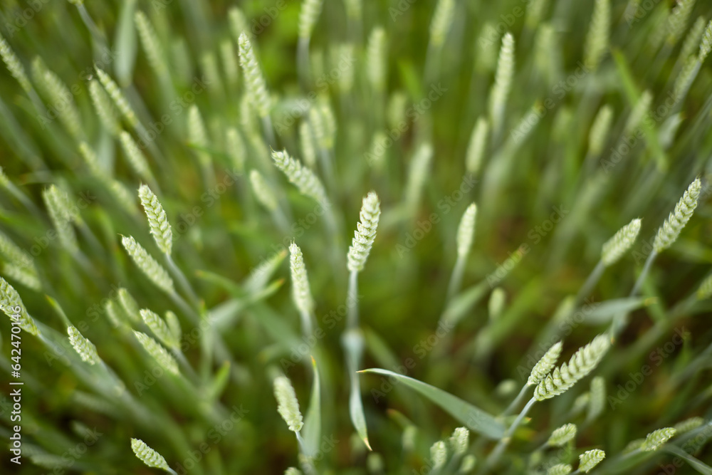 An ear of green wheat against a blue sky.
