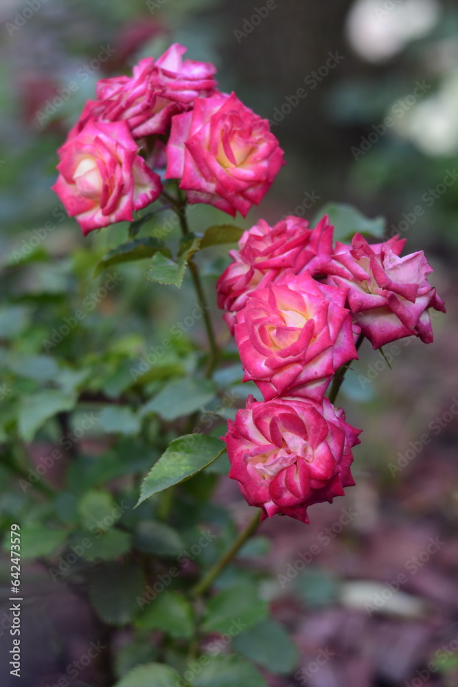 Fototapeta premium pink rose in garden