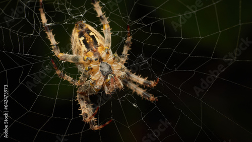 Cross Orb Spider sitting in it's web