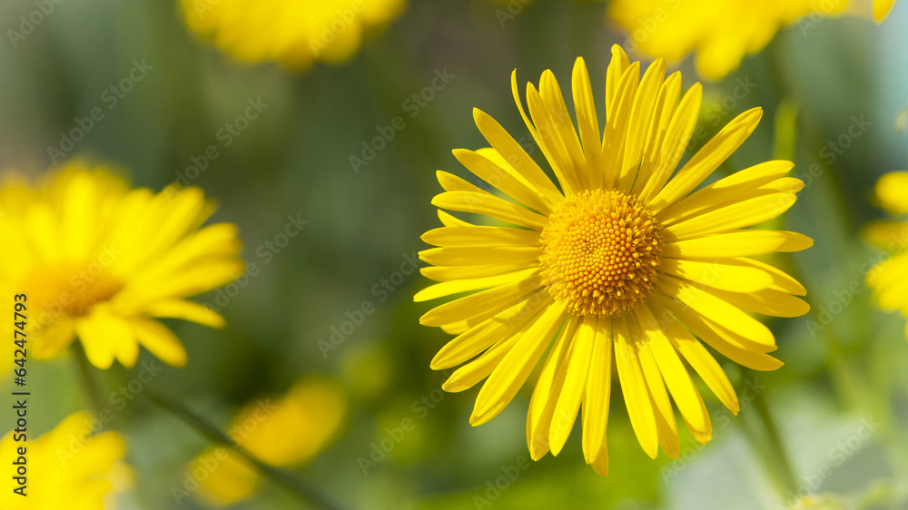 beautiful delicate yellow chamomile flowers, background. large flower of field daisy. yellow flowers on the flowerbed. floral background. yellow chamomile in spring or summer, in the sun. beautiful delicate yellow chamomile flowers, background. large flower of field daisy. yellow flowers on the flowerbed. floral background. yellow chamomile in spring or summer, in the sun.
