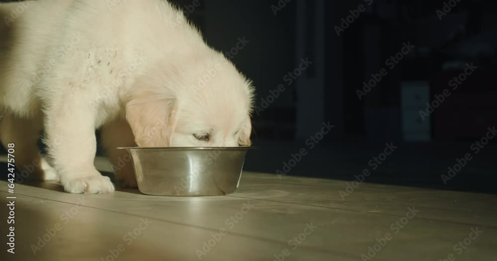 Golden Retriever puppy eats from a bowl. Illuminated by the setting sun Golden Retriever puppy eats from a bowl. Illuminated by the setting sun