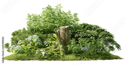 Cutout mossy stump surrounded by vegetation. Plants in forest. Dead trunk in the middle of green foliage. Green bushes isolated on transparents background