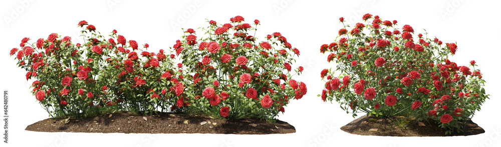 Cutout flowering bush isolated on transparent background. Red rose shrub for landscaping or garden design