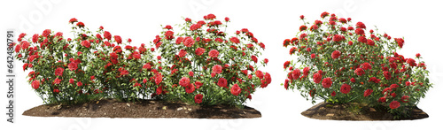 Cutout flowering bush isolated on transparent background. Red rose shrub for landscaping or garden design