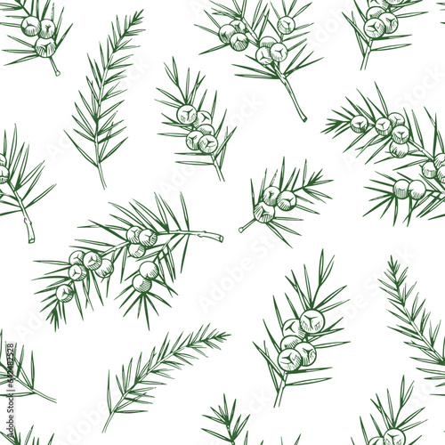 Juniper seamless pattern. Vector floral background. Herbal plants.