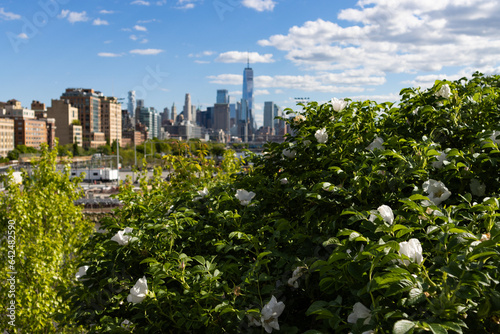 Green Plant with Flowers and a View of the Lower Manhattan Skyline at Little Island in New York City