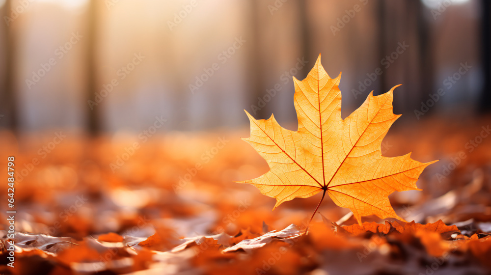 autumn maple leaves, resplendent in shades of orange, are captured up close in a natural park