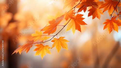 autumn maple leaves  resplendent in shades of orange  are captured up close in a natural park