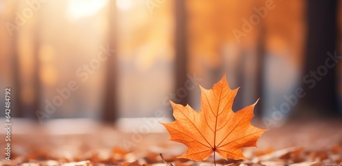 autumn maple leaves  resplendent in shades of orange  are captured up close in a natural park