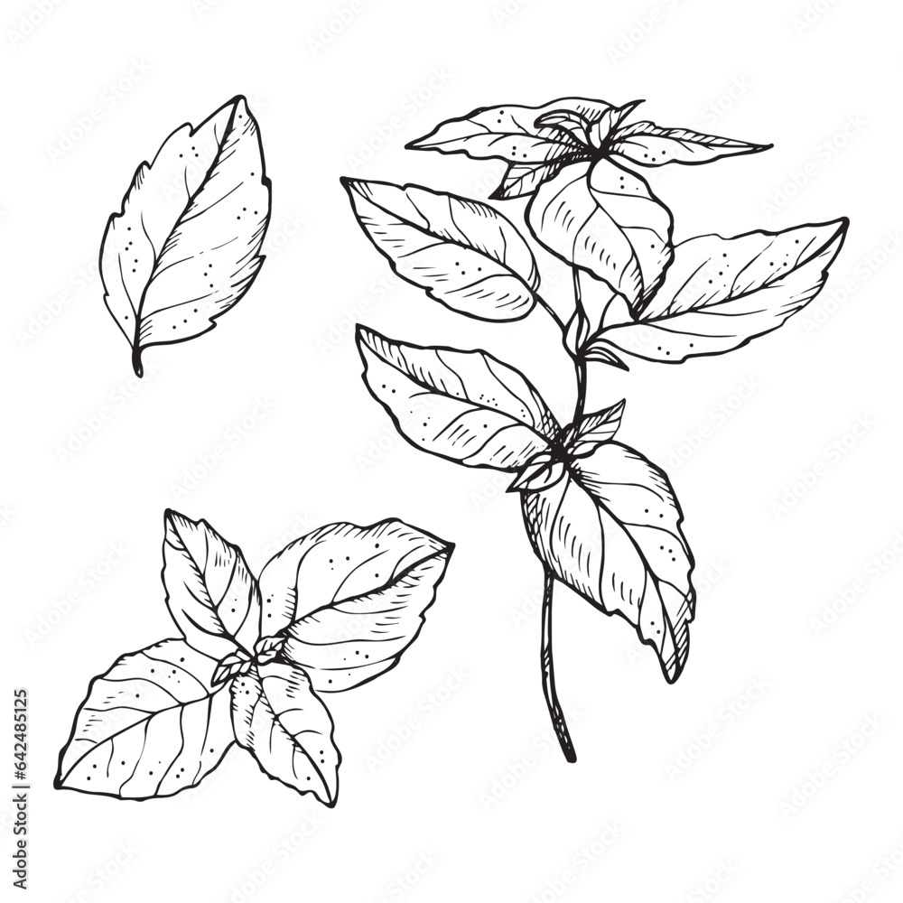 Basil plant drawing vector illustration on isolated white background. Hand drawn doodle with basil leaves and branch, fragrant herb, seasoning spice. For design, packing, label, print, paper, card