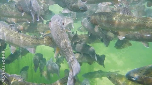 fish farming and feeding with rainbow trouts in fresh water