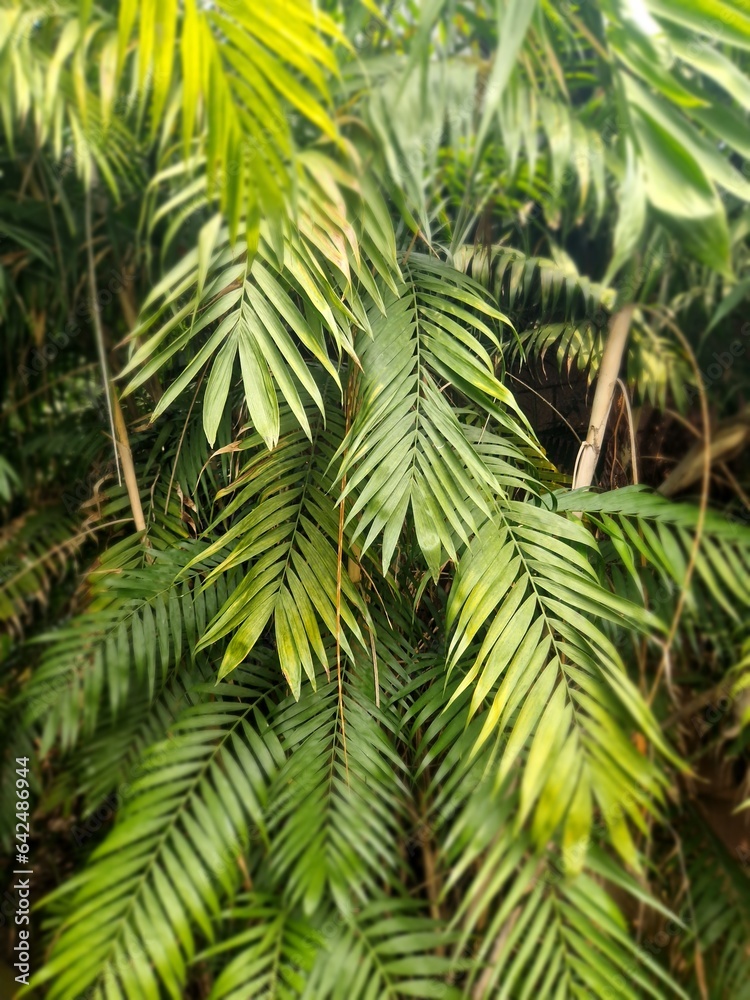 Dschungel, Chamaedorea pochutlenis Dschungel, Chamaedorea pochutlenis