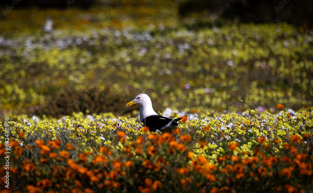 sea bird on a field of flowers